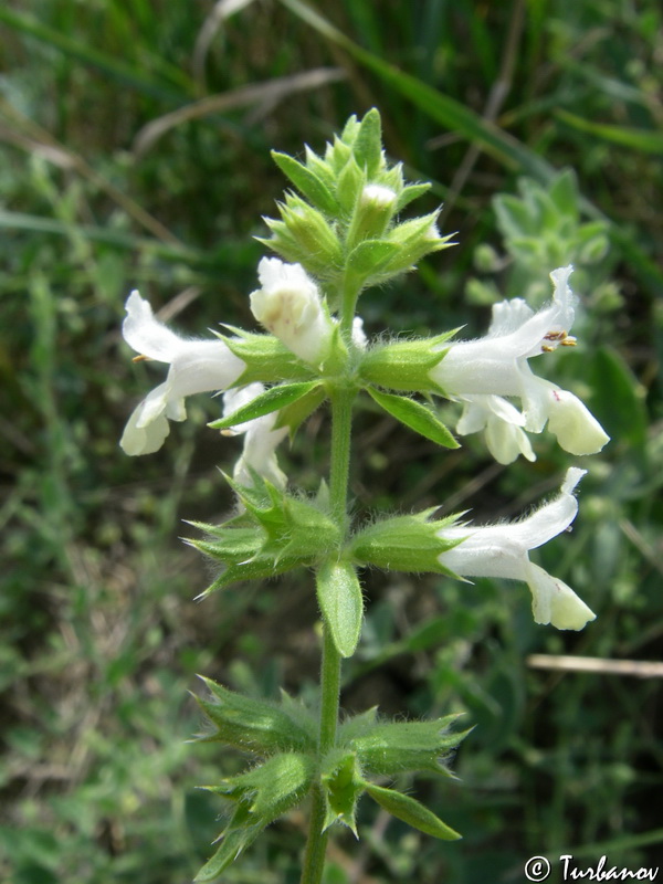 Image of Stachys pubescens specimen.