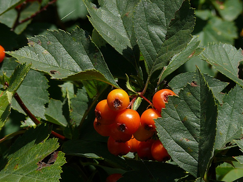 Image of Crataegus chlorocarpa specimen.