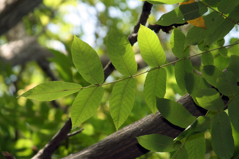 Изображение особи Juglans ailanthifolia.