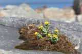 Rhodiola rosea. Цветущее растение на моховой подушке в скальной расщелине. Мурманская обл., Кольский р-н, окр. пос. Дальние Зеленцы, берег Баренцева моря. 21.06.2015.