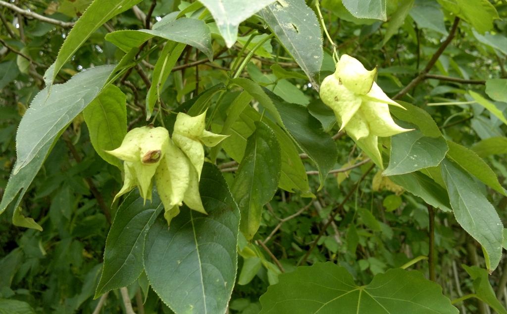 Image of Staphylea colchica specimen.