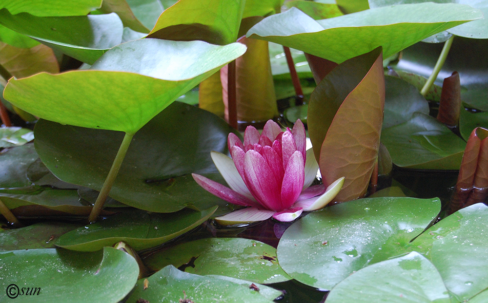 Image of Nymphaea &times; marliacea specimen.