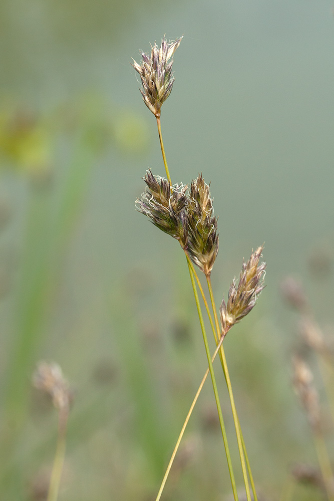 Изображение особи Sesleria caerulea.