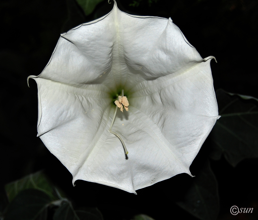 Image of Datura innoxia specimen.