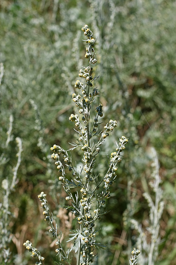 Image of Artemisia absinthium specimen.