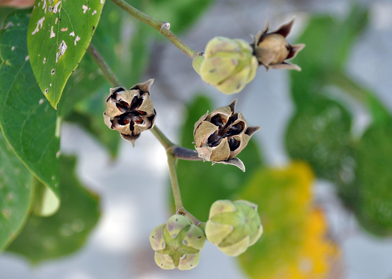 Image of Hibiscus tiliaceus specimen.