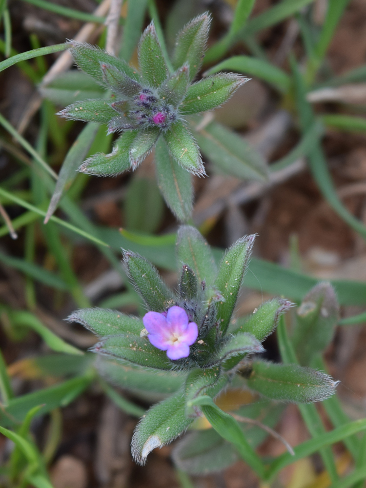 Image of Buglossoides arvensis specimen.