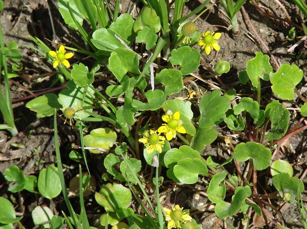 Image of Halerpestes sarmentosa specimen.