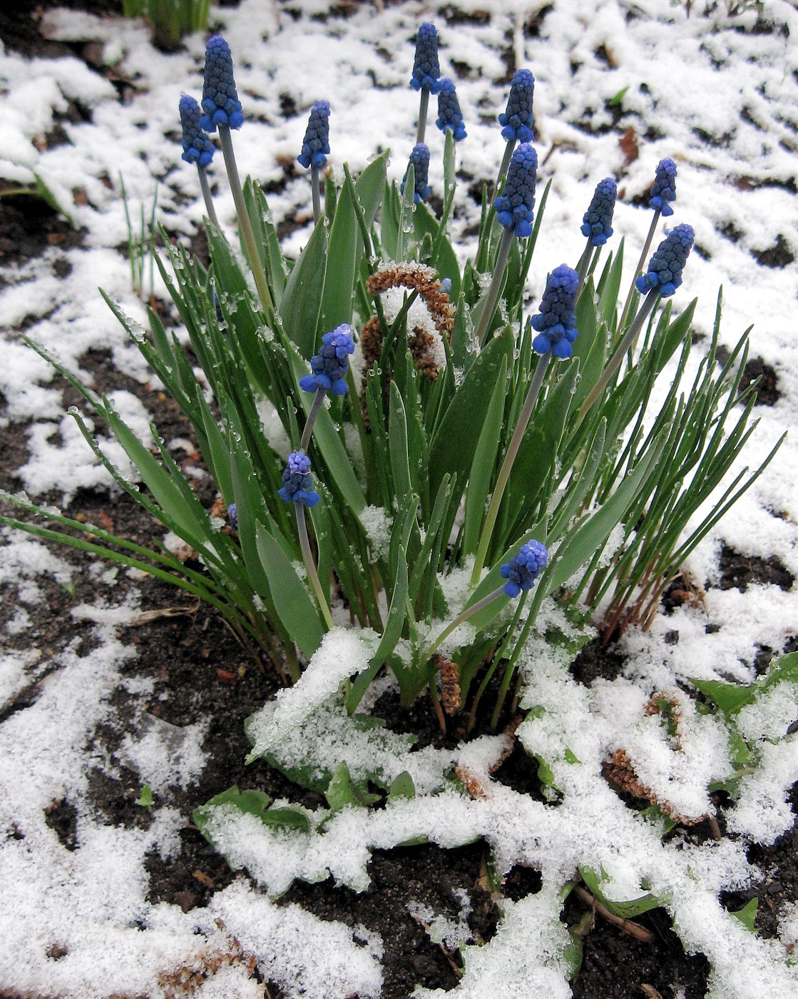 Изображение особи Muscari botryoides.