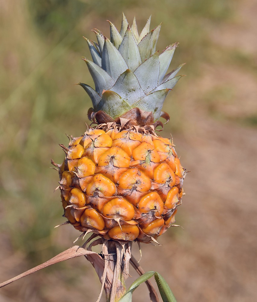 Image of Ananas comosus specimen.