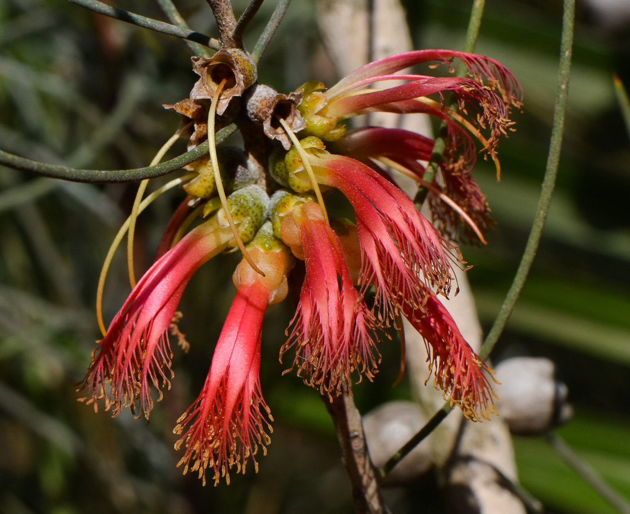 Изображение особи Calothamnus gilesii.