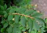 Euonymus sacrosanctus. Верхушка ветви. Приморье, Лазовский р-н, окр. села Чистоводное, смешанный лес. 08.08.2015.