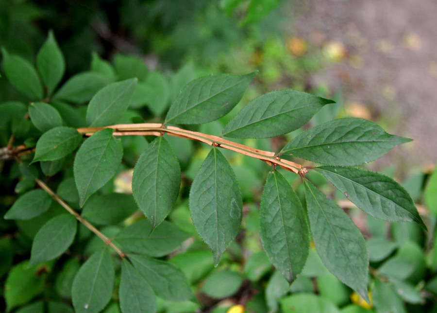 Image of Euonymus sacrosanctus specimen.