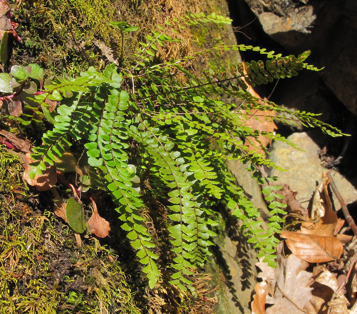 Изображение особи Asplenium trichomanes.