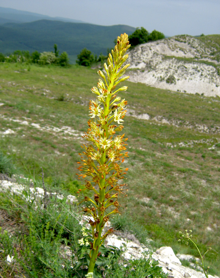 Image of Eremurus spectabilis specimen.