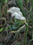 Papaver albiflorum. Аномальный цветок с побегом вместо гинецея. Крым, Карадагский заповедник, гора Святая, склон с рудеральной растительностью среди посадок сосны. 26 апреля 2016 г.