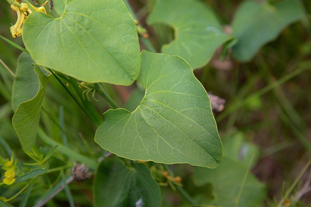 Image of Aristolochia clematitis specimen.