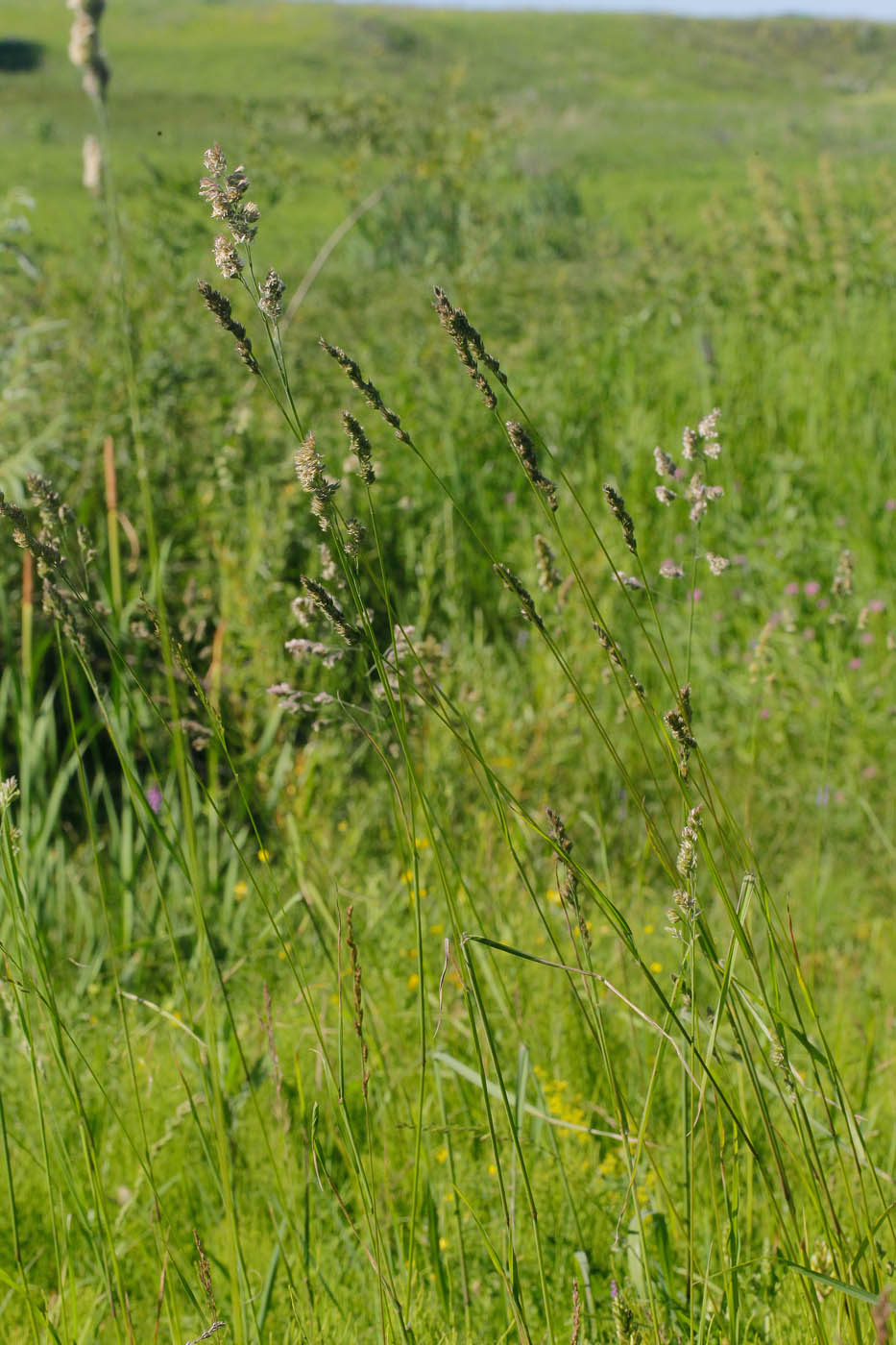 Image of Dactylis glomerata specimen.