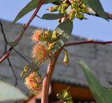 genus Eucalyptus. Часть веточки с бутонами, цветками и завязавшимися плодами. Израиль, Шарон, пос. Кфар Монаш, ботанический сад \"Хават Ганой\". 31.01.2016.