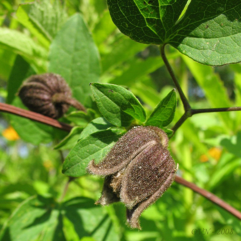 Image of Clematis fusca specimen.