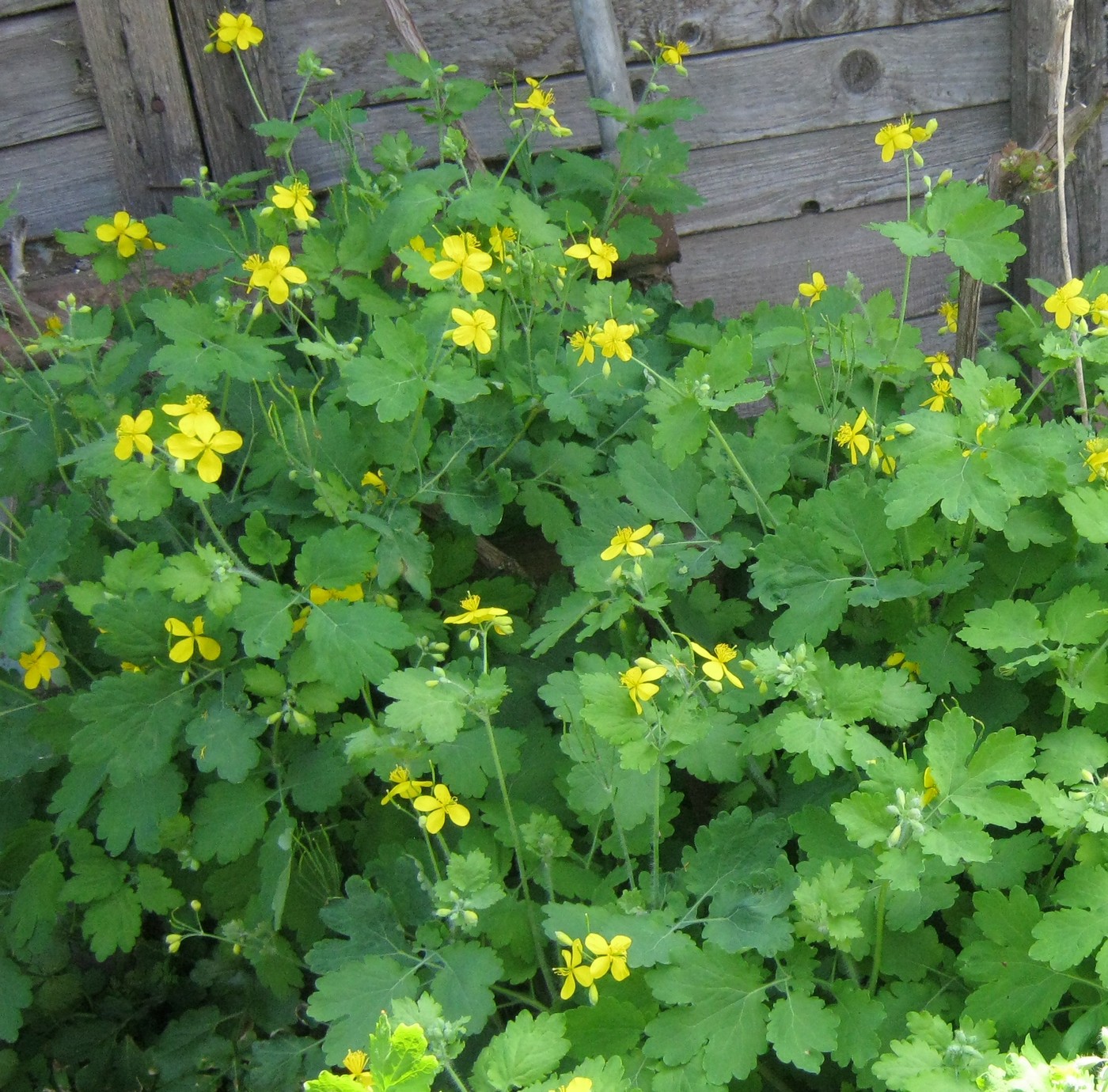 Изображение особи Chelidonium majus.