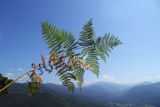 Pteridium aquilinum. Сорванная вайя (вид на нижнюю сторону). Республика Адыгея, Майкопский р-н, ок. 1 км севернее пос. Хамышки, южный склон горы Монах, выс. ок. 1000 м н.у.м., лиственный лес (дуб, граб, бук, осина), в зарослях рододендрона и молодого дубняка. 20.08.2016.