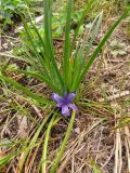 Iris ruthenica