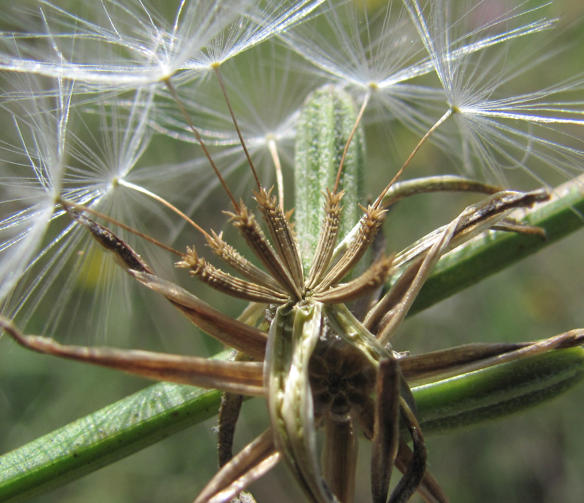 Image of Chondrilla juncea specimen.