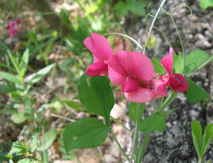 Image of Lathyrus rotundifolius specimen.