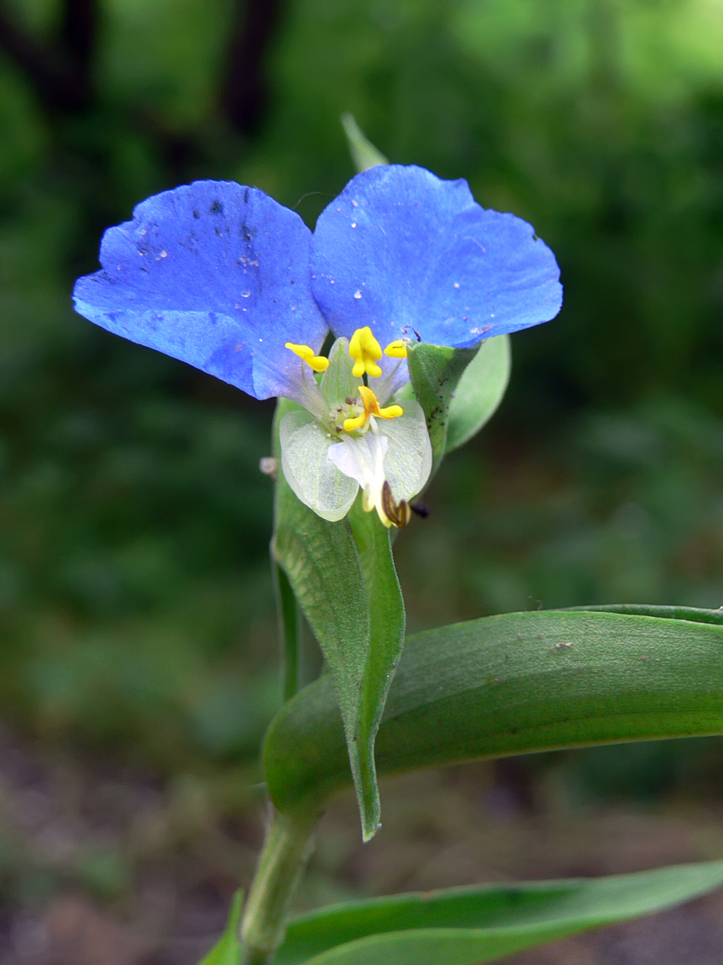 Image of Commelina communis specimen.