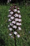 Orchis purpurea. Соцветие. ФРГ, земля Северный Рейн-Вестфалия, р-н Ойскирхен, окр. г. Бад-Мюнстерайфель, луговой склон. 30 мая 2010 г.