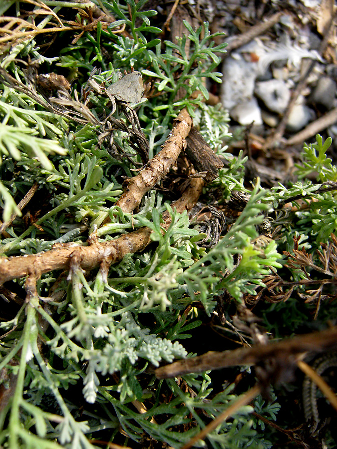 Изображение особи Artemisia taurica.