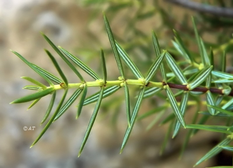 Изображение особи Juniperus oxycedrus.