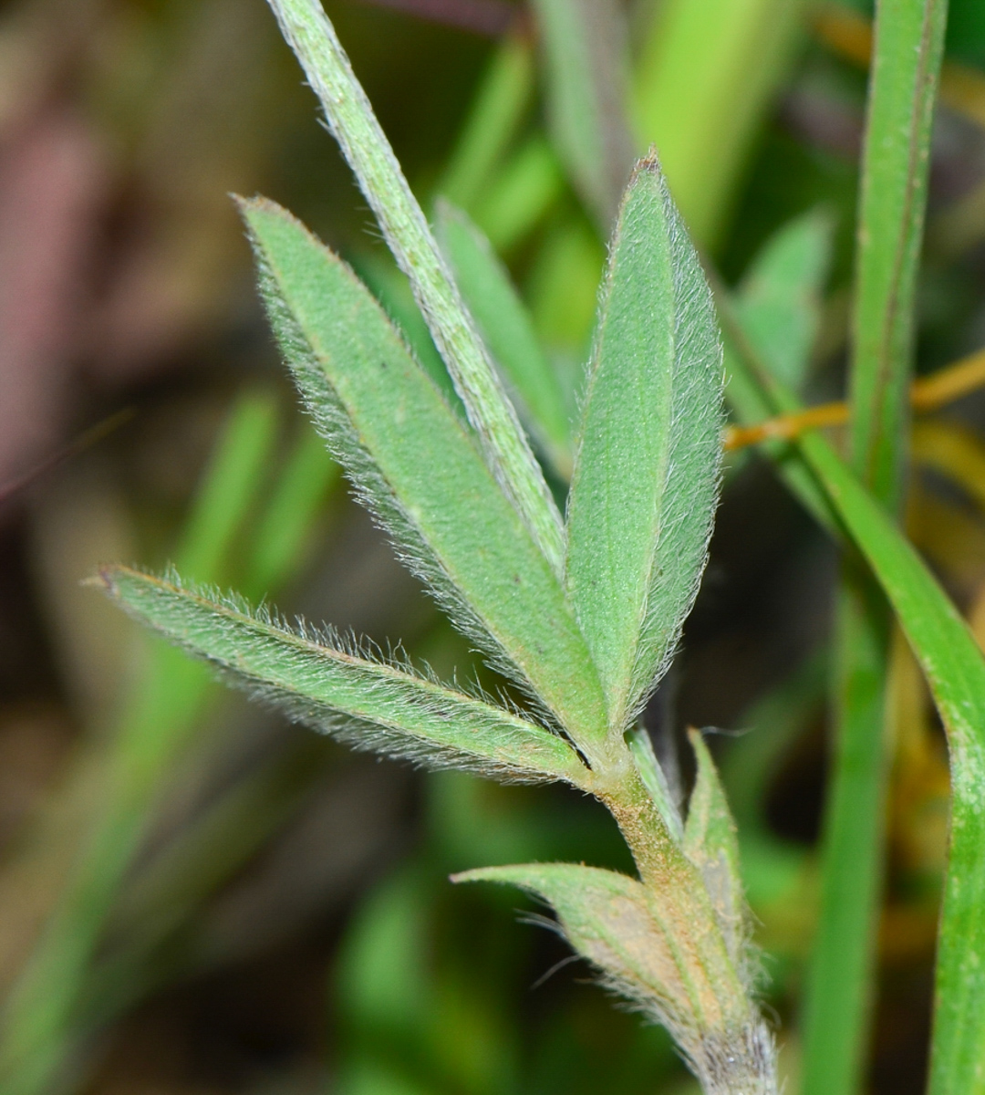 Image of Trifolium prophetarum specimen.