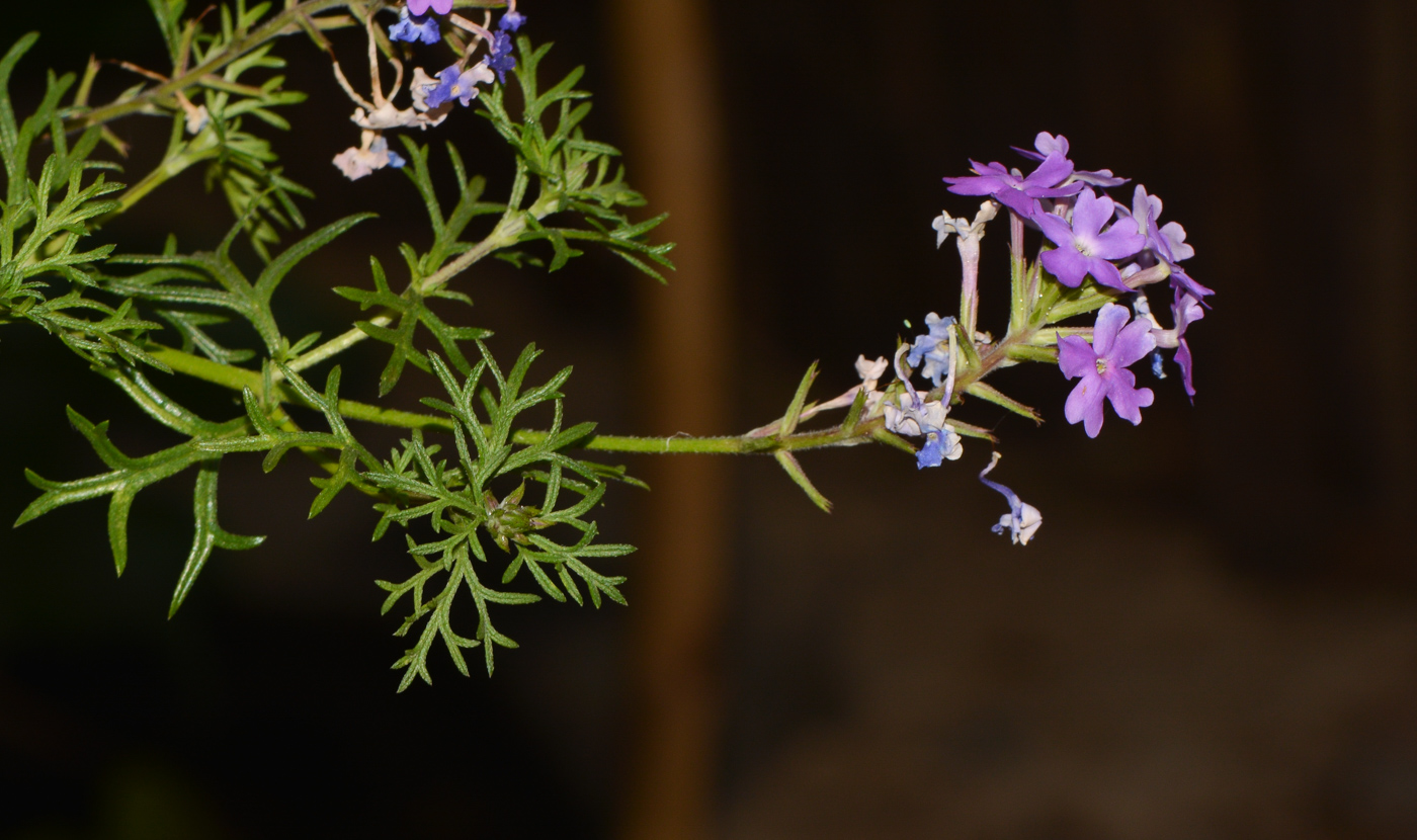 Image of Glandularia pulchella specimen.