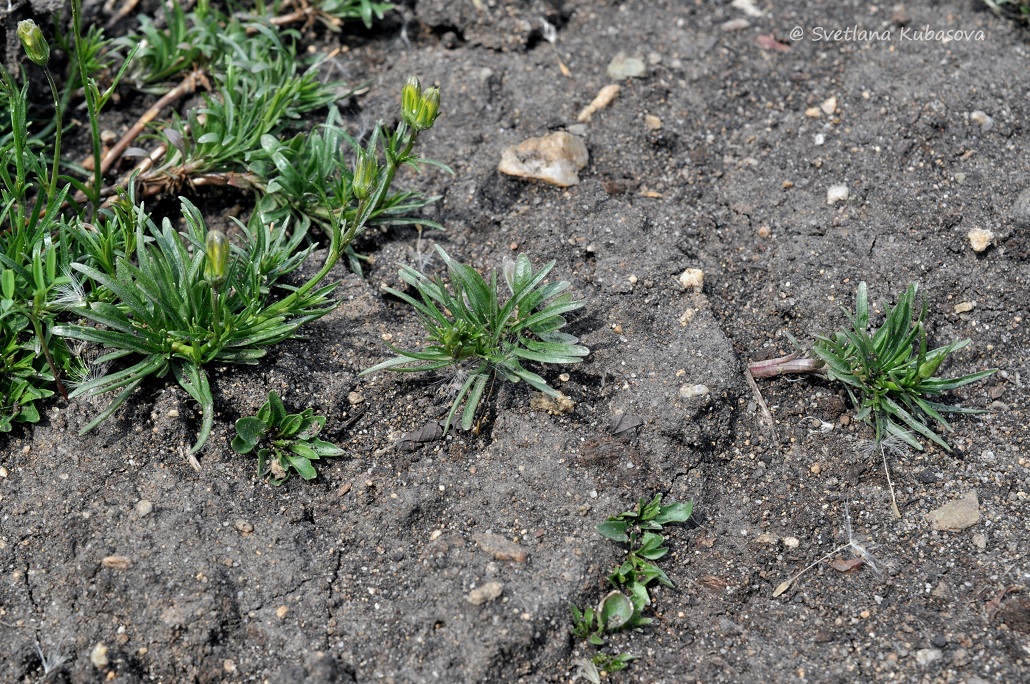 Image of Campanula rotundifolia specimen.