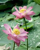 Смотреть изображение Nelumbo komarovii