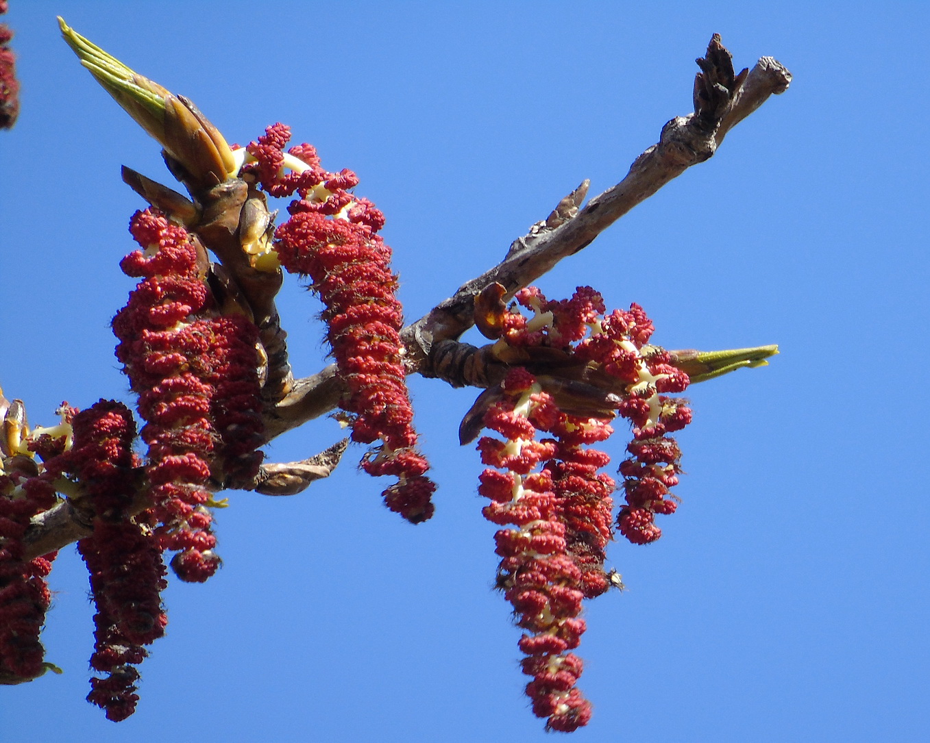 Image of Populus balsamifera specimen.