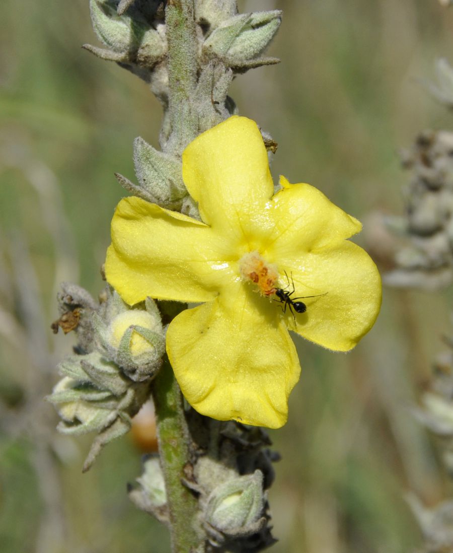 Image of genus Verbascum specimen.