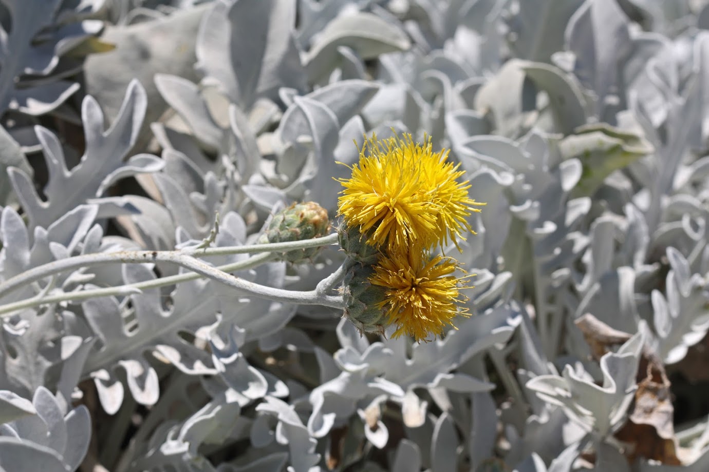 Изображение особи Centaurea cineraria.