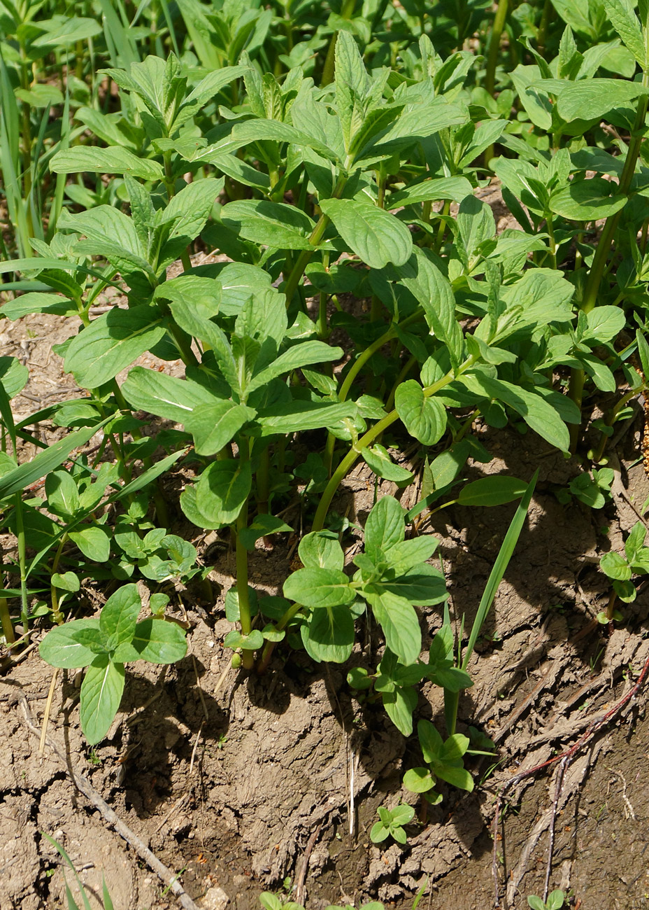 Image of Mentha asiatica specimen.