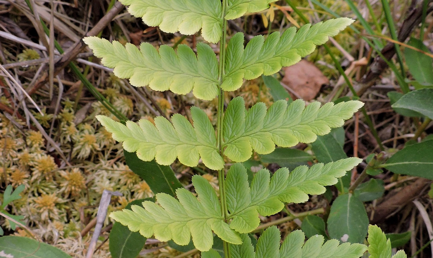 Image of Dryopteris cristata specimen.