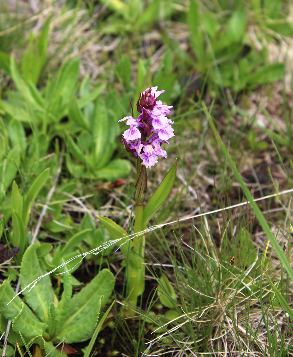 Image of Dactylorhiza euxina specimen.