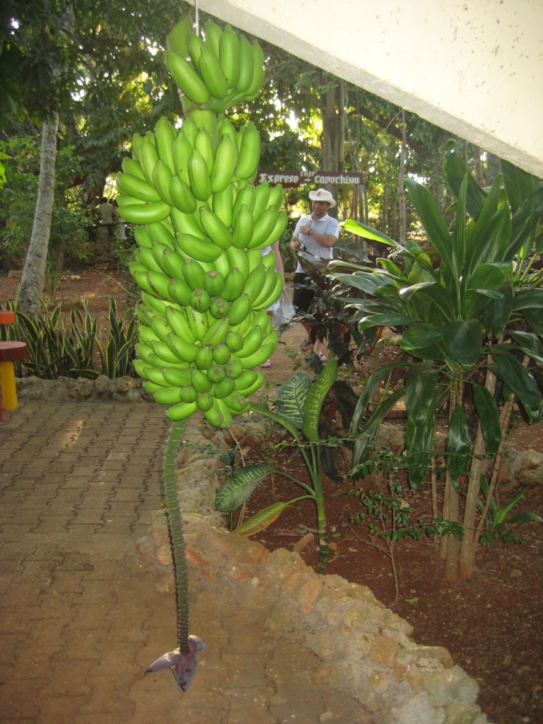 Image of Musa &times; paradisiaca specimen.