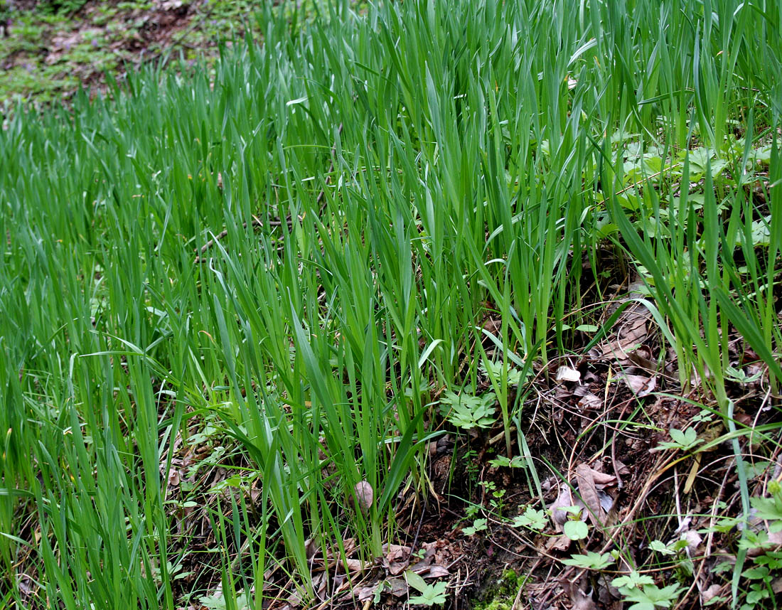 Image of Allium scorodoprasum specimen.