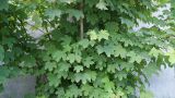 Смотреть изображение Acer pseudoplatanus