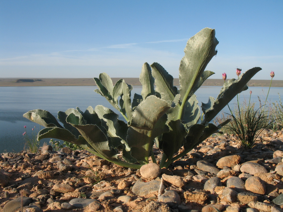 Image of Ferula schtschurowskiana specimen.