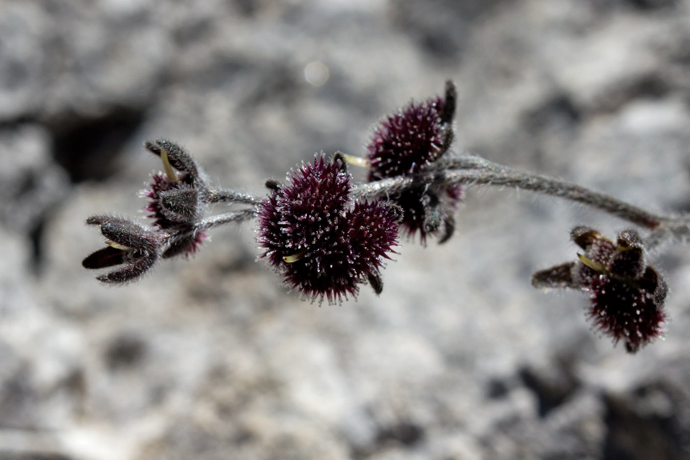 Image of Cynoglossum sphacioticum specimen.