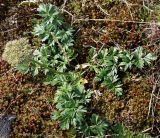 Pachypleurum alpinum. Розетка листьев цветущего растения на мху Polytrichum juniperinum. Коми, Интинский р-н, Приполярный Урал, хр. Малдынырд, левый борт р. Балбанъю, приводораздельное плато над каром оз. Грубепендиты. 30.07.2017.