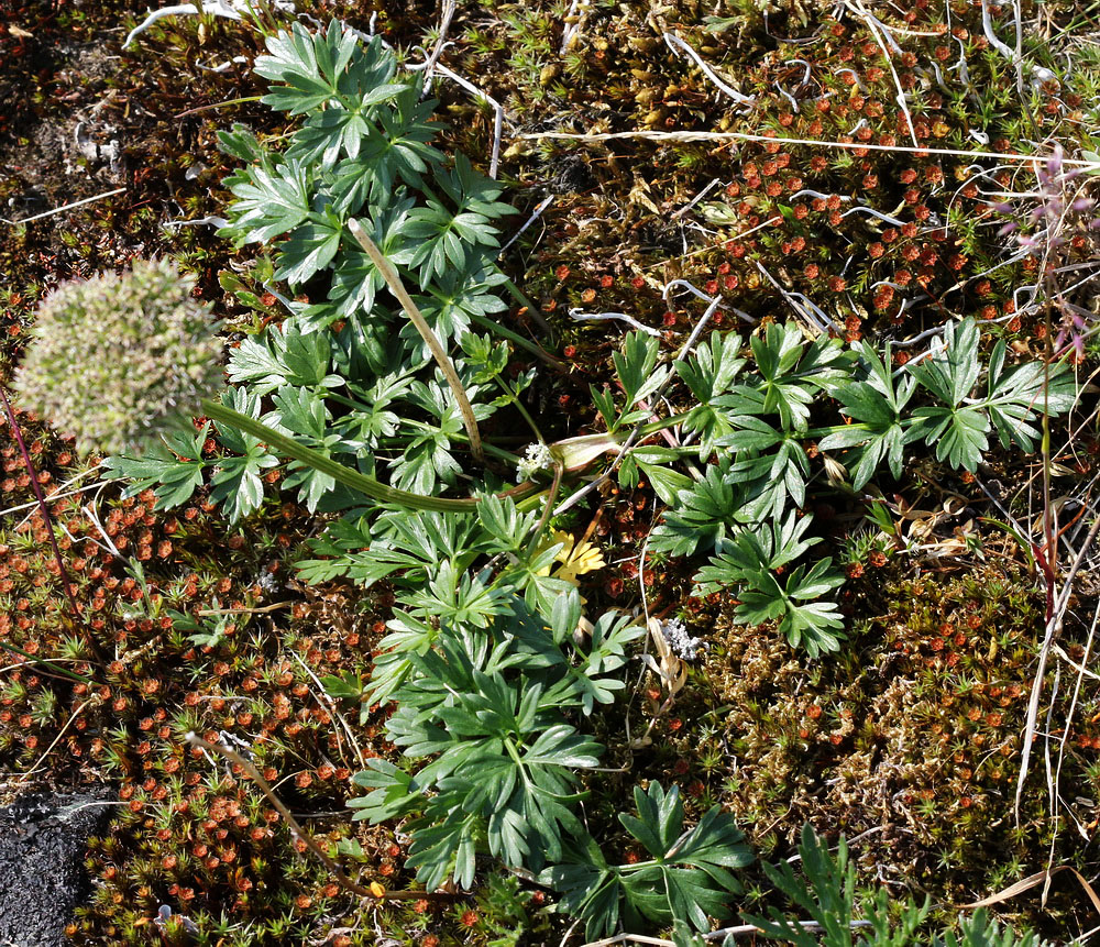 Image of Pachypleurum alpinum specimen.